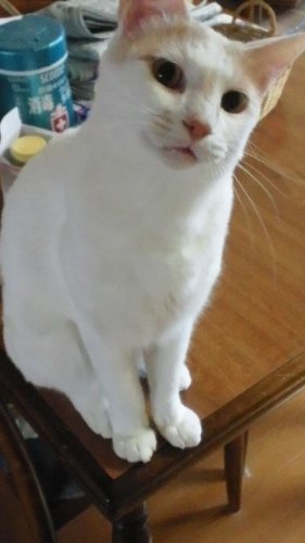 ニャコム