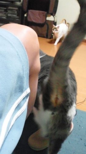 グレが