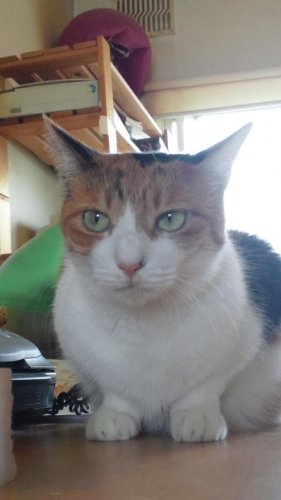 ニャコム