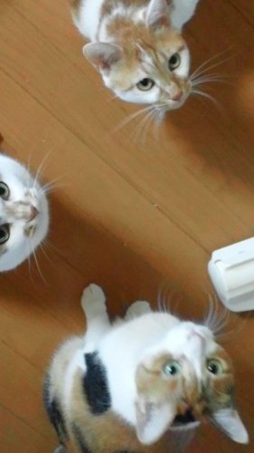 ひもハンター