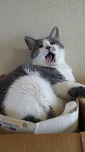 ニャコム
