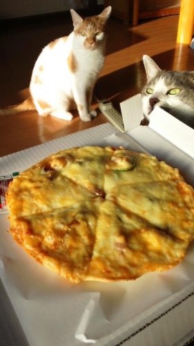 ピザ