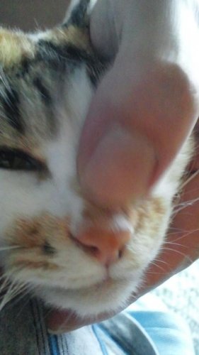 さっちゃん