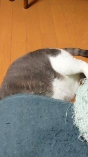 モグラ