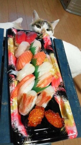 寿司