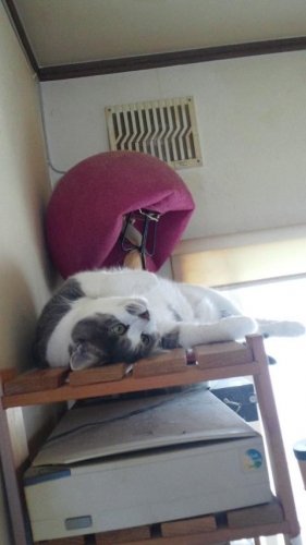 ニャコム