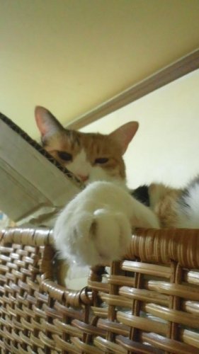 ニャコム