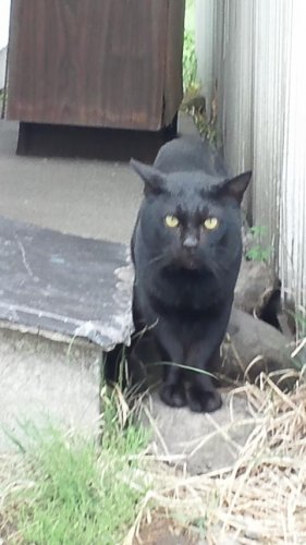 猫理容室の