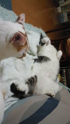打倒ホッケの開き