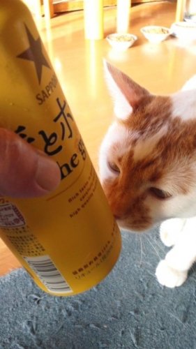 今日も