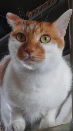 ニャコム