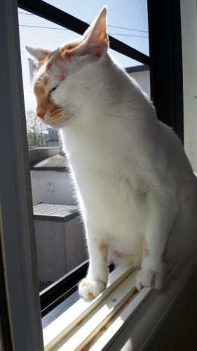 ニャコム