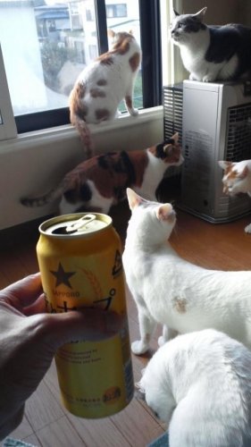 お疲れにゃ～ん(≧∇≦)