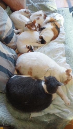 ニャコム