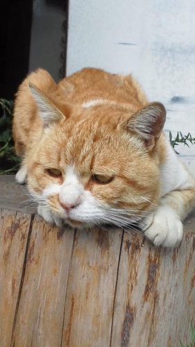 ひもきちさん