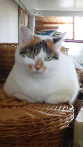 ニャコム
