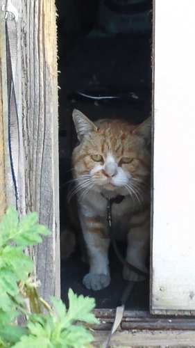 ひもきちさん