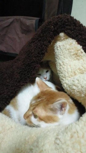 カドルベッドで
