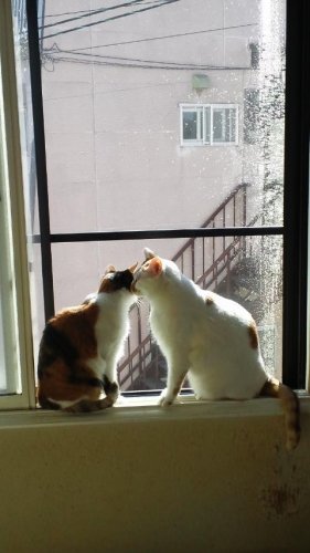 猫ボトル