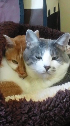 カドルベッド