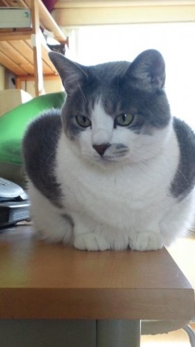 ニャコム