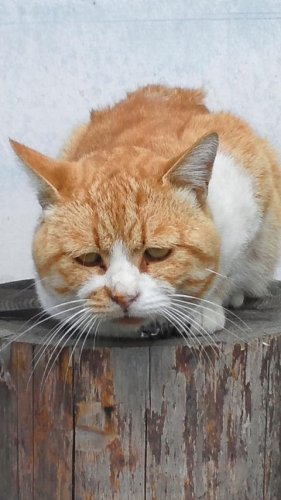 ひもきちさん