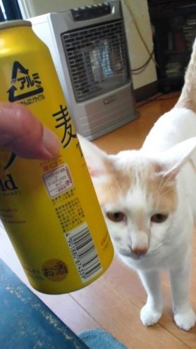 今日も