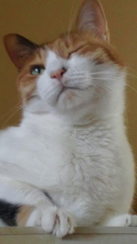 ニャコム