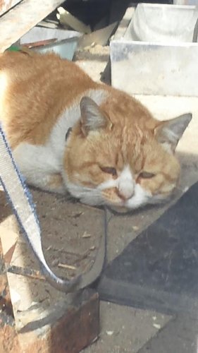 ひもきちさん