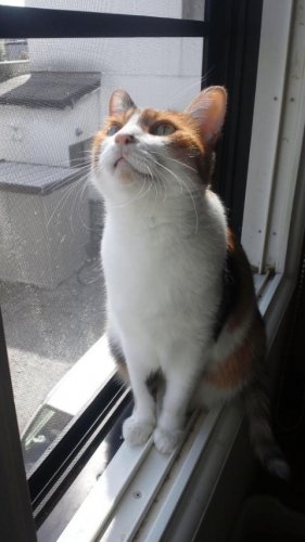 ニャコム