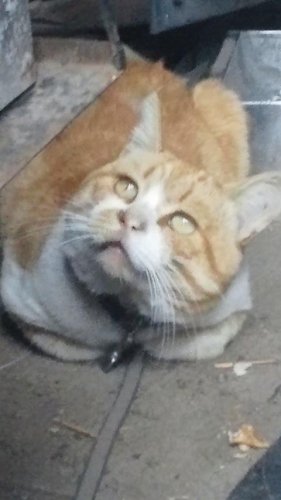 ひもきち先生