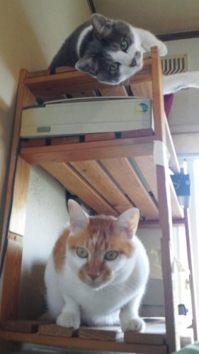 ニャコム