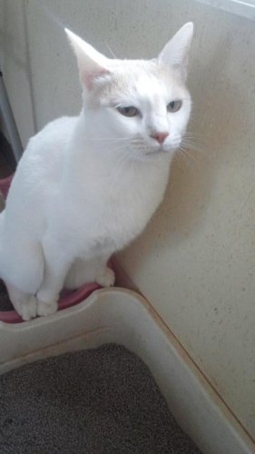 ニャコム