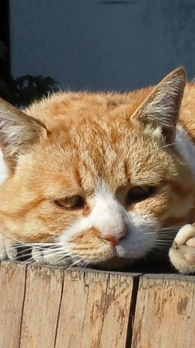 ひもきちさん