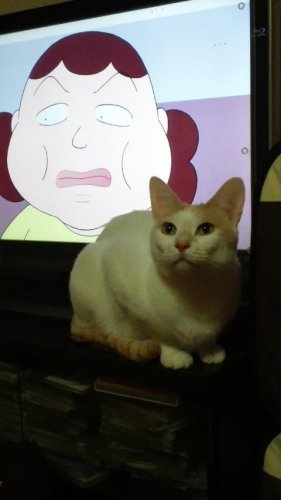 ココたん