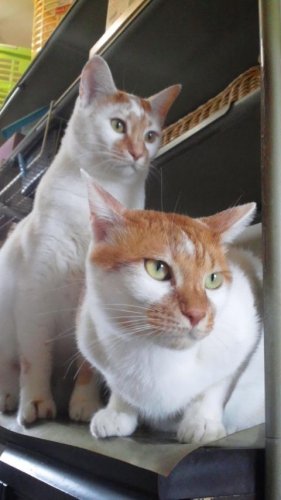ニャコム