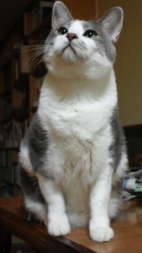 ニャコム