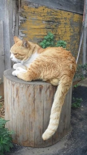 ひもきちさん