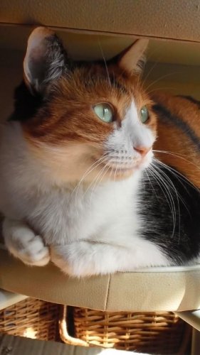 ニャコム