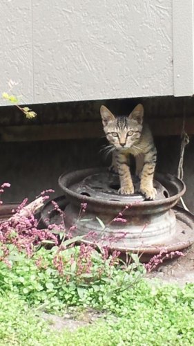 猫果樹園