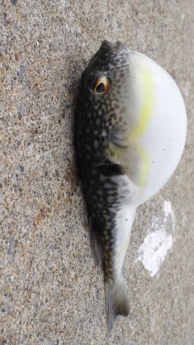 鋭い目をした