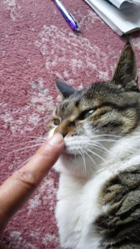 ヨモちゃん