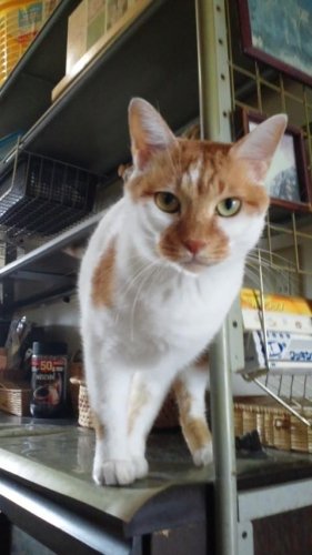 ニャコム