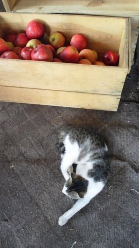猫果樹園