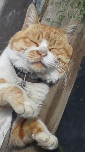 ひもきちさん