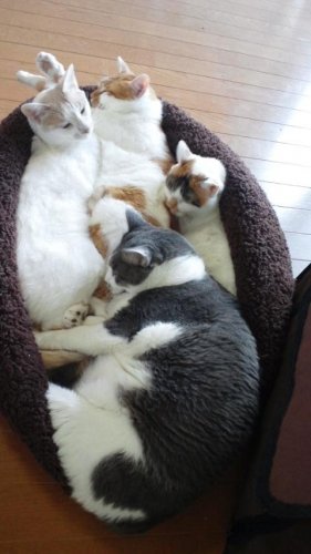 ニャコム