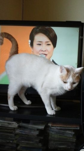 テレビの敵