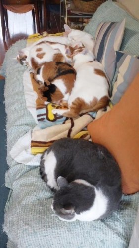 ニャコム