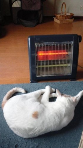 寒さに負けて