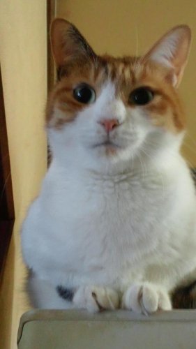 ニャコム